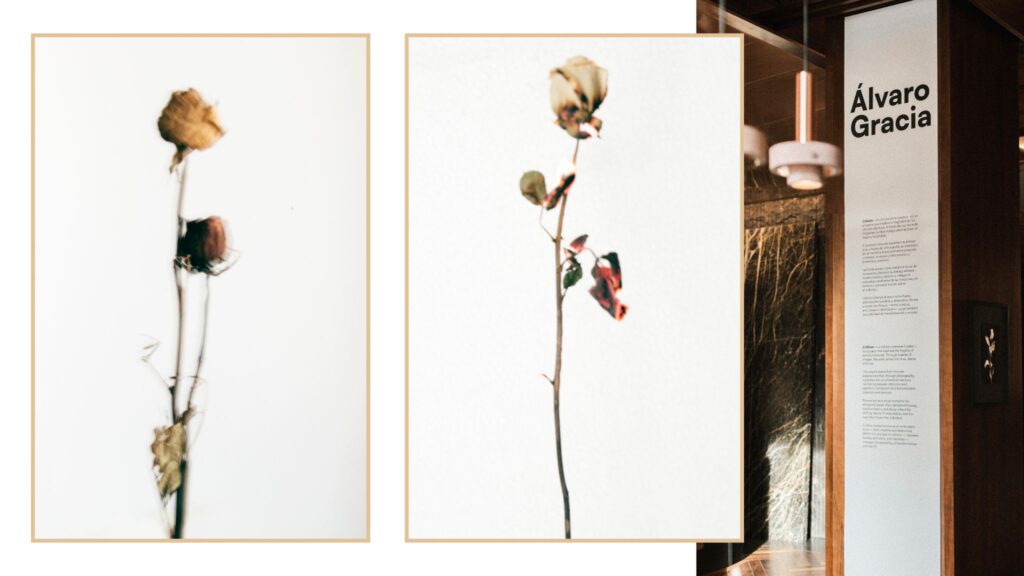 Fotografía artística de flores Álvaro Gracia.