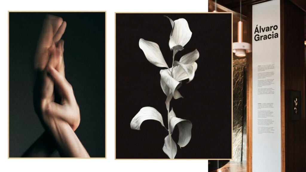 Fotografía artística de flores Álvaro Gracia.